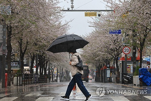 전국 곳곳에 비가 내린 14일 서울 서대문구 연세로에서 우산을 쓴 시민이 횡단보도를 건너고 있다. [연합뉴스]